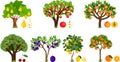 Set of different fruit trees with ripe fruits. Harvest time